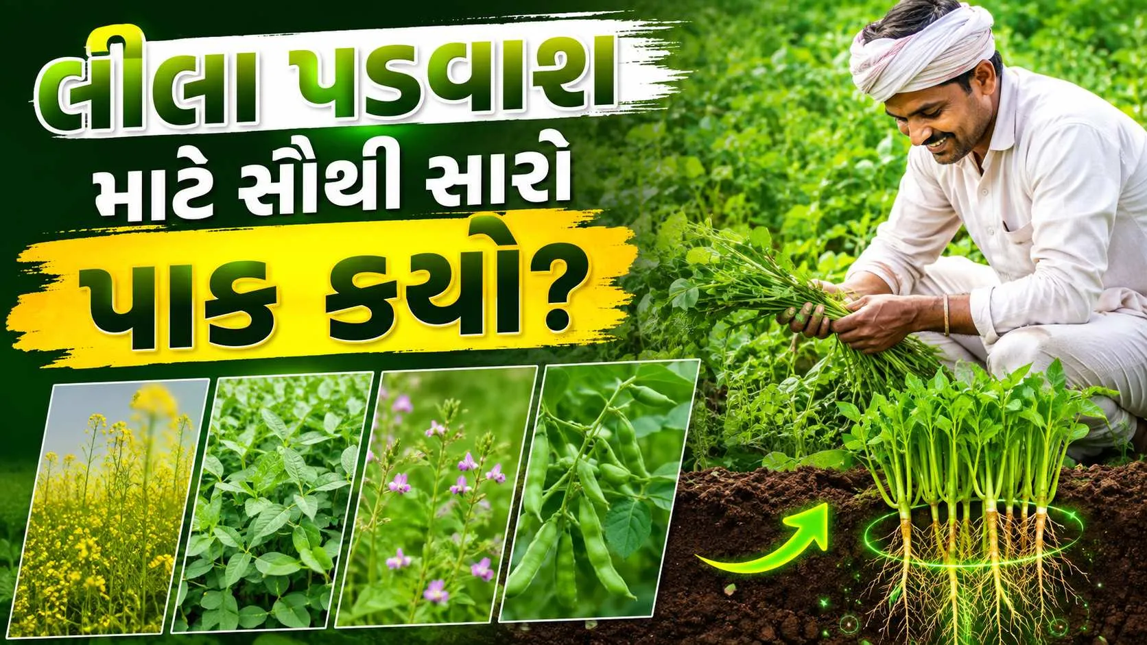 Lilo Padvash : લીલા પડવાશ માટે સૌથી સારો પાક કયો? જાણો કયો પાક ક્યારે વાવવો, જમીનને કેવી રીતે બનાવશે ફળદ્રુપ?