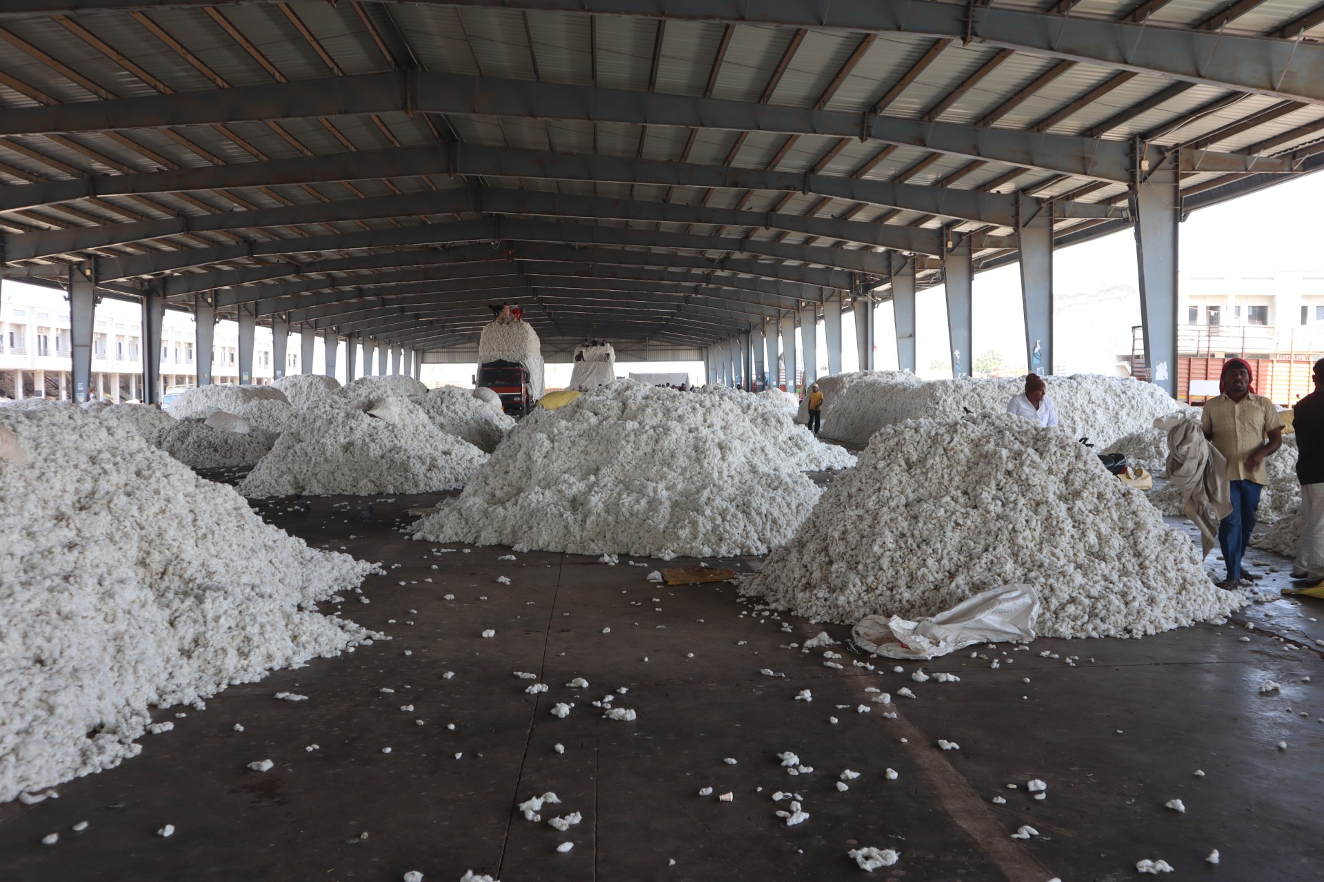 Cotton farming : ગુજરાતમાં કેમ ઘટી રહી છે સફેદ સોનાની ચમક? જાણો કપાસનું વાવેતર ઘટવા પાછળના કારણો