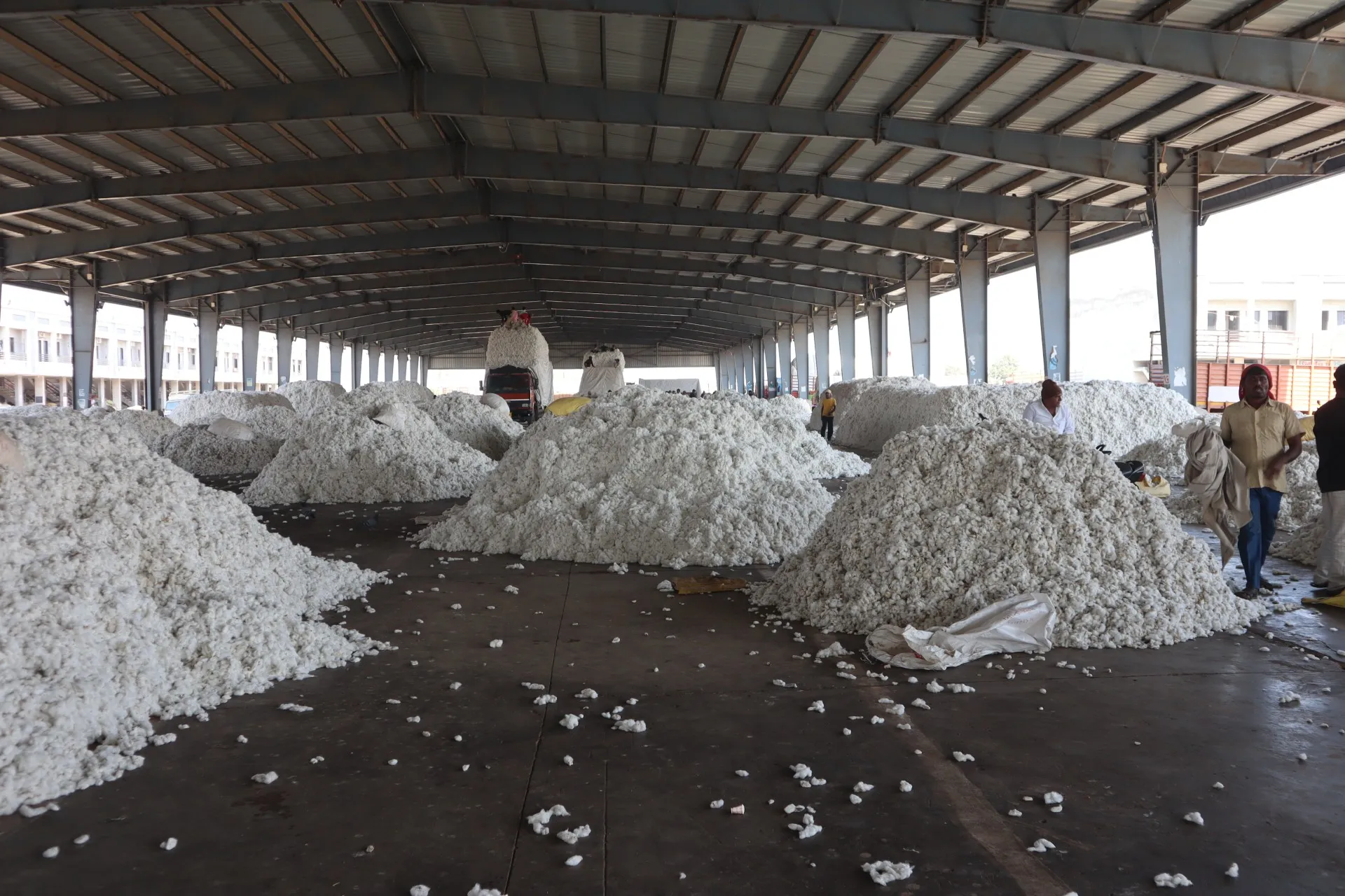Cotton farming : ગુજરાતમાં કેમ ઘટી રહી છે સફેદ સોનાની ચમક? જાણો કપાસનું વાવેતર ઘટવા પાછળના કારણો