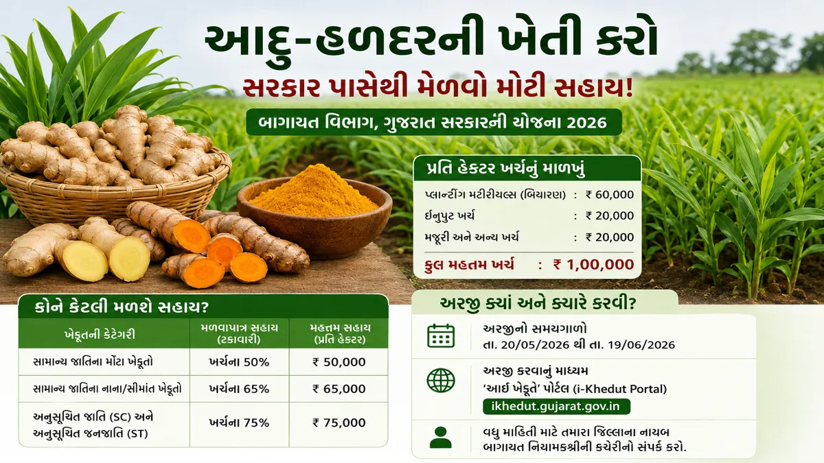  Adu Haldar Vavetar Subsidy : આદુ-હળદરના વાવેતર માટે ૭૫ હજાર સુધીની સબસિડી, શરૂ થઈ ગઈ છે અરજી