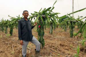 Dragon Fruit Farming